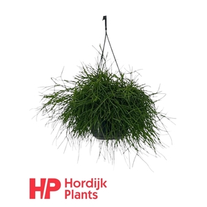 Rhipsalis baccifera 'Oasis'
