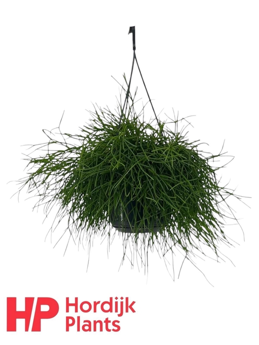 <h4>Rhipsalis baccifera 'Oasis'</h4>