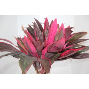 DRACENA PINK