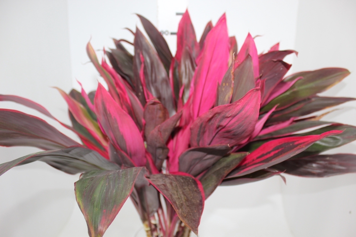 <h4>DRACENA PINK</h4>