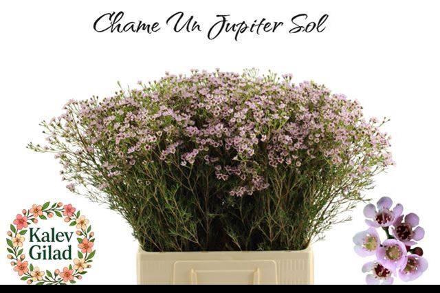 Chamelaucium Jupiter Solar