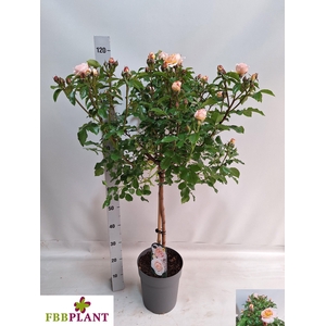 ROSA ST OV