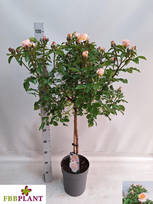 <h4>ROSA ST OV</h4>