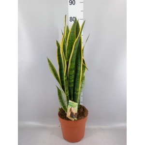 Sansevieria trifa. 'Laurentii'