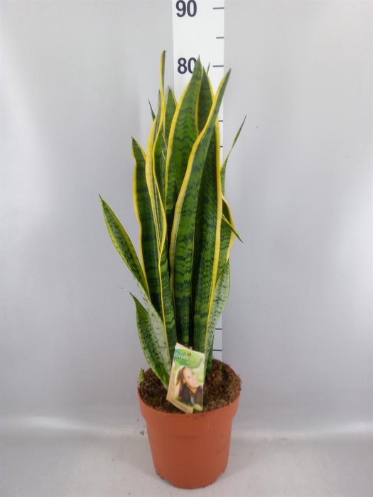 <h4>Sansevieria trifa. 'Laurentii'</h4>