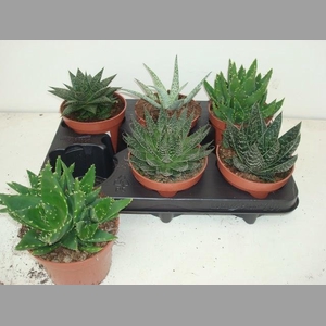ALOE GEM