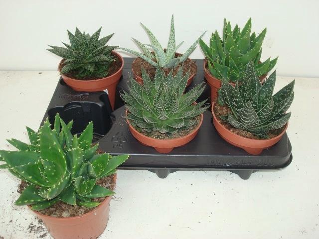 <h4>ALOE GEM</h4>