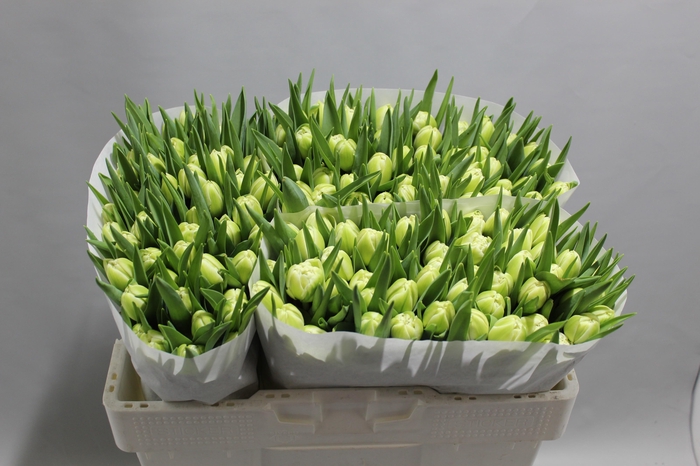 <h4>TU DU VERONA</h4>