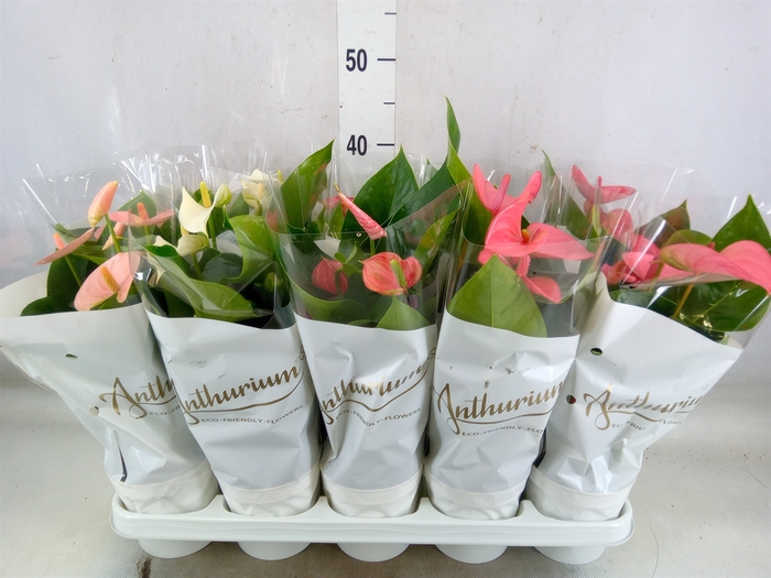 <h4>Anthurium   ...mix 4</h4>