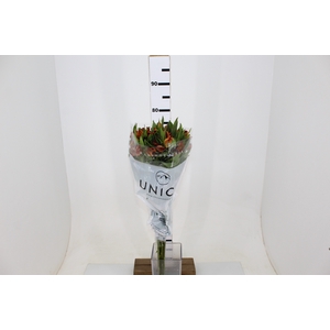 ALSTROEMERIA COCKTAIL 080 CM