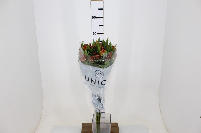 ALSTROEMERIA COCKTAIL 080 CM