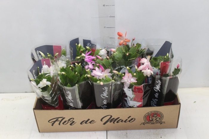 <h4>FLOR DE MAIO P11</h4>