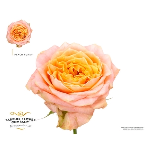 R Gr Garden Peach Funky