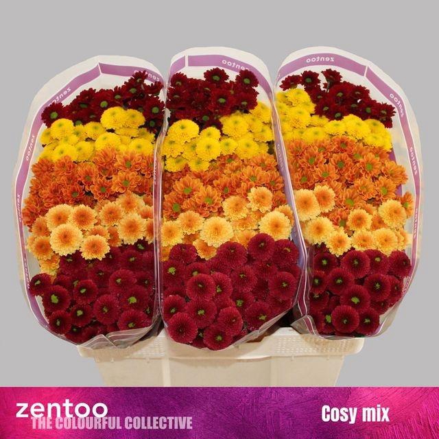 <h4>Chr S Gem Cosy</h4>