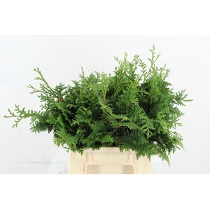 CONIFEER THUJA SPIRALIS PER BUNCH