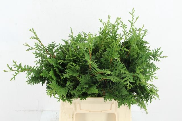 <h4>CONIFEER THUJA SPIRALIS PER BUNCH</h4>