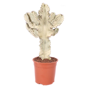 Euphorbia erytrea variegata 24 cm