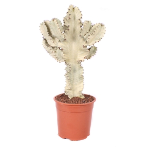 Euphorbia Ingens Marmorata 24 cm
