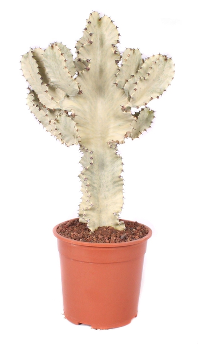 <h4>Euphorbia Ingens Marmorata 24 cm</h4>