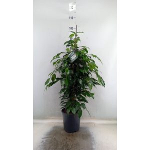 Ficus benja. 'Danielle'