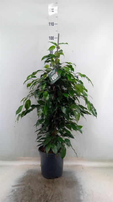 <h4>Ficus benja. 'Danielle'</h4>