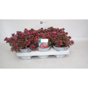 Sedum spurium 'Spot on deep Rose'