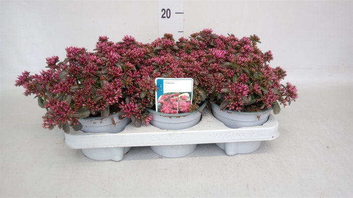 <h4>Sedum spurium 'Spot on deep Rose'</h4>