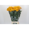 Tagetes Marigold Promise Orange