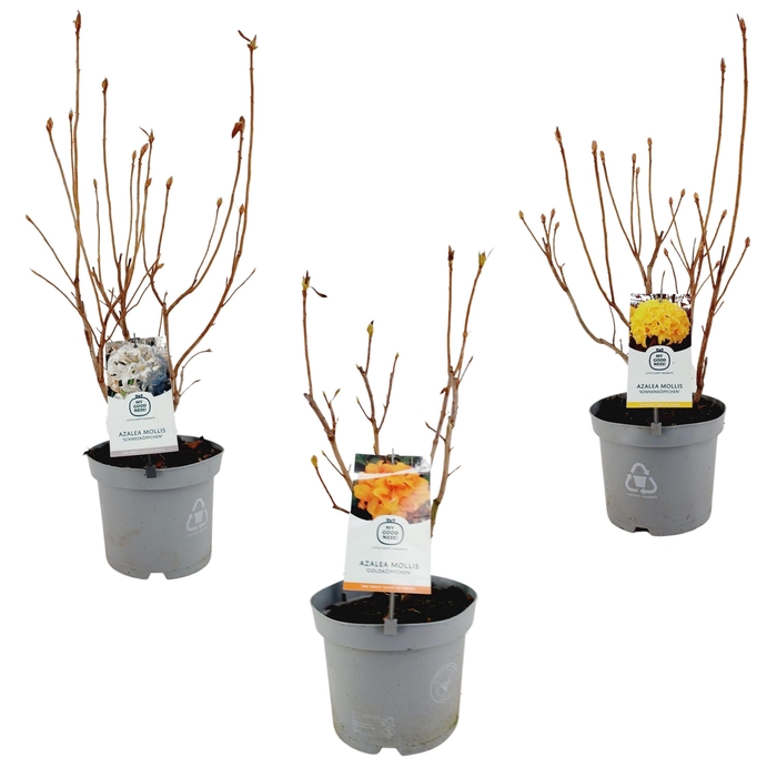 <h4>Azalea mollis Mix P23 Parfumed</h4>