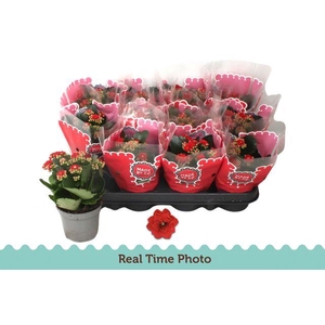 KALAN CALAN RED RUBIO P9