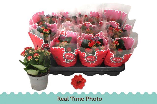 <h4>KALAN CALAN RED RUBIO P9</h4>