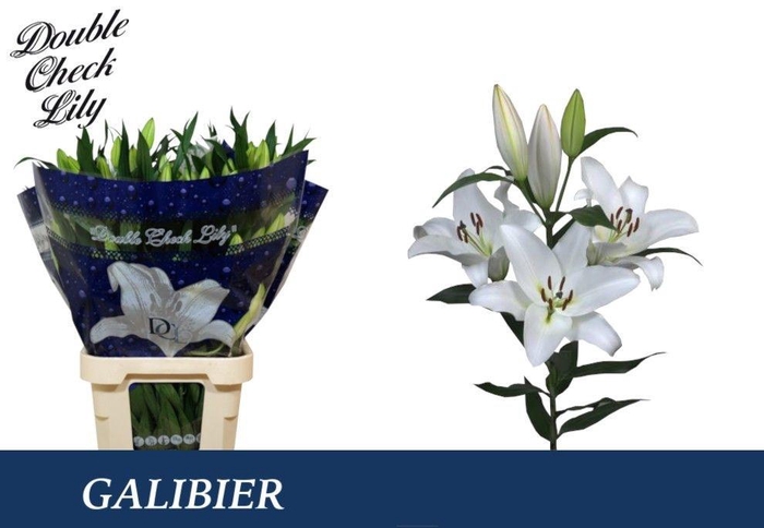 <h4>LI OT GALIBIER</h4>