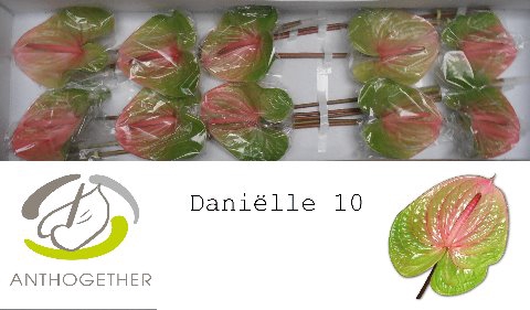 <h4>ANTH A AVO DANIELLE  10</h4>