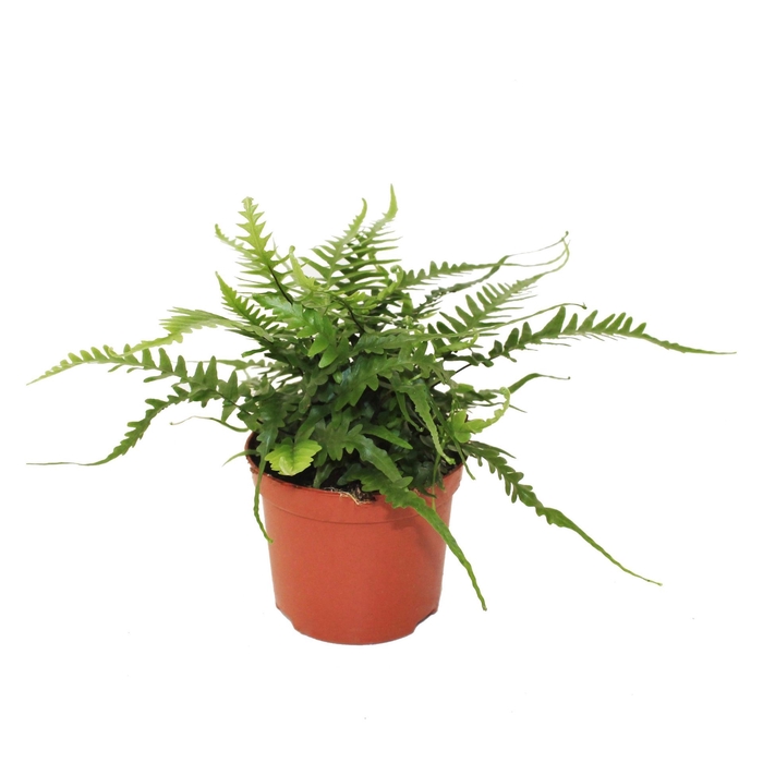 <h4>Asplenium</h4>