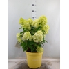 Hydrangea pan.