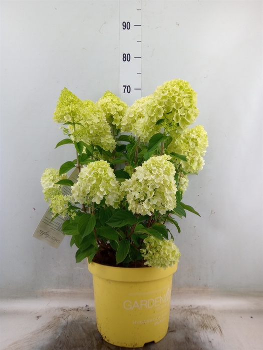 <h4>Hydrangea pan.</h4>