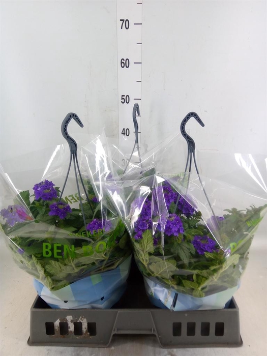 <h4>Verbena   ...</h4>