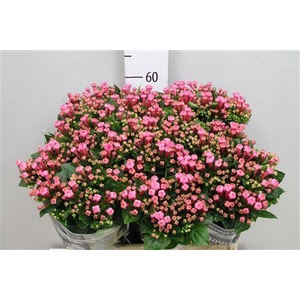 Bouvardia EN 'Royal Roza'