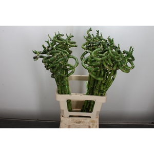 Drac Lucky Bamboo 70cm