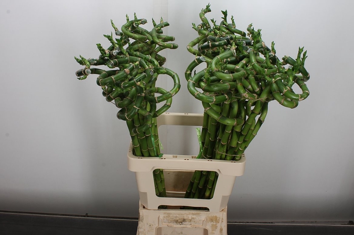 <h4>Drac Lucky Bamboo 70cm</h4>