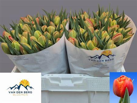 <h4>Tu Du Icoon</h4>