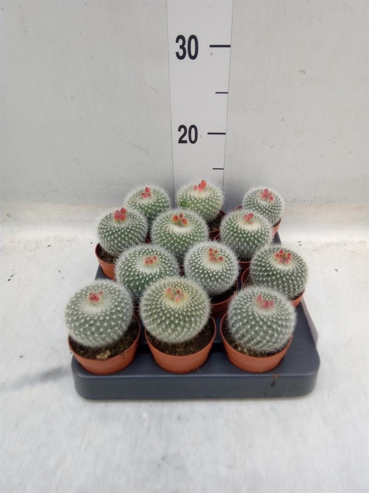 <h4>Parodia haselbergii</h4>