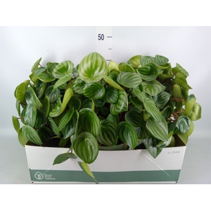 Peperomia argyreia