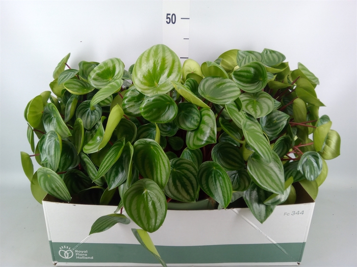 <h4>Peperomia argyreia</h4>