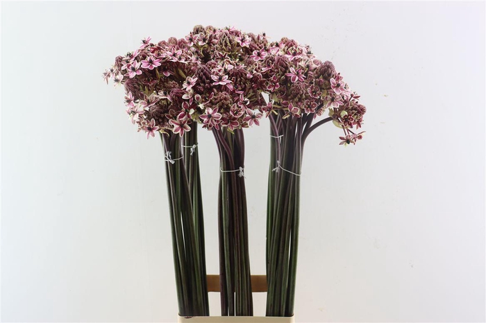 <h4>Ornit Saundersiae Cerise Opgetrokken</h4>