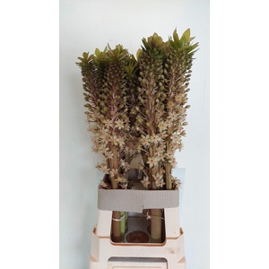 EUCOMIS OV