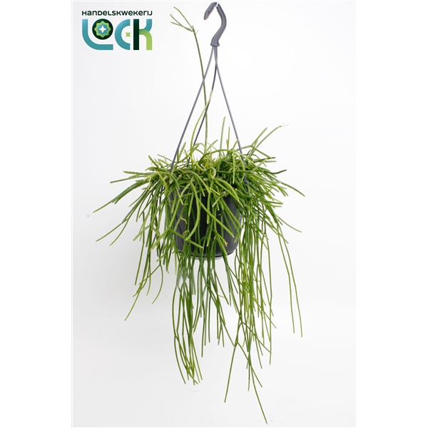 <h4>Rhipsalis Pulchra</h4>