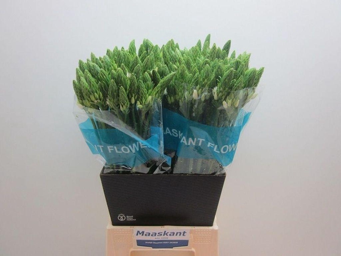 <h4>Ornithogalum Mount Fuji</h4>