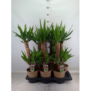 Yucca   ...