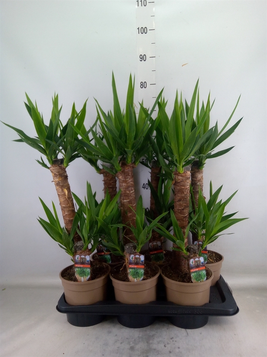 <h4>Yucca   ...</h4>